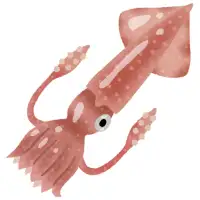 Squids