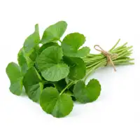 Green Leaves