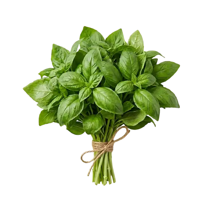 Basil Leaves Bunch