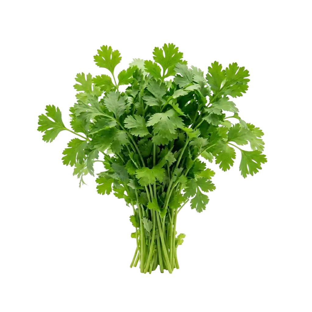 Coriander Leaves Bunch