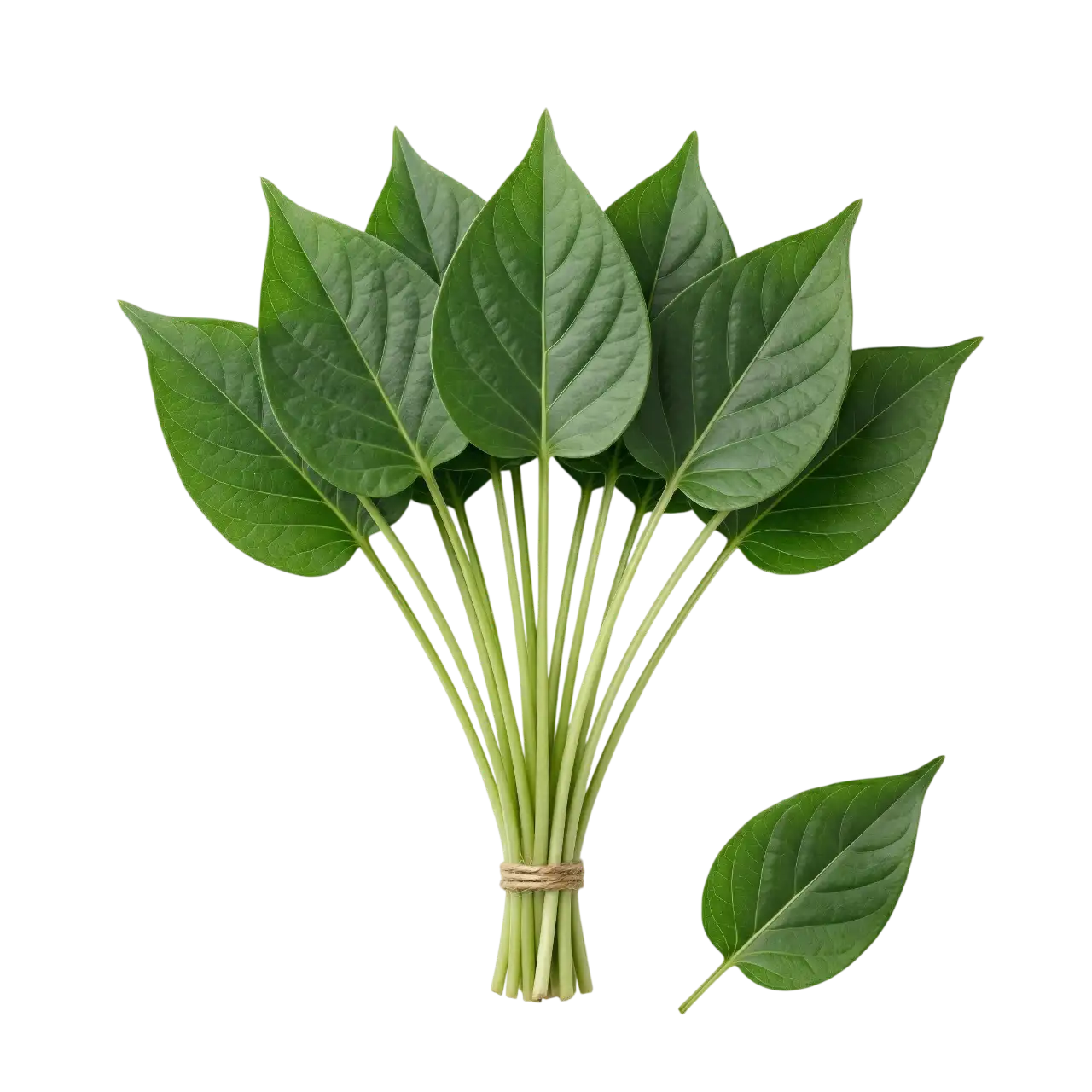 Kurinchan Leaves (Aguna Kola) Prepack