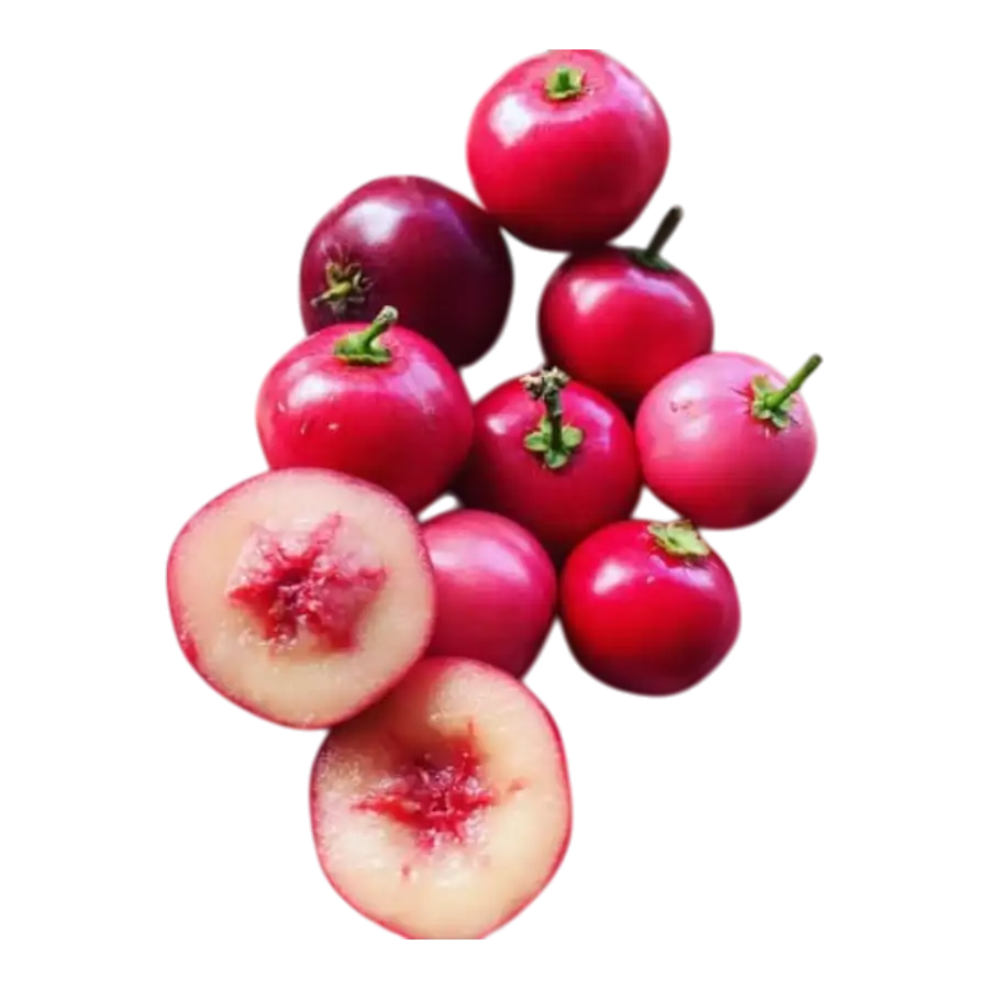 Lovi Fruit (Batoko Plum)